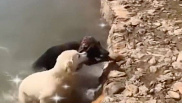 Cane bianco scorta fuori dall’acqua il cane nero
