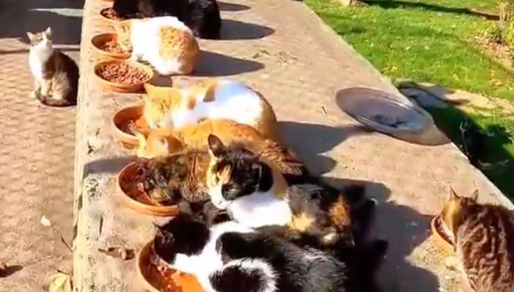 Comunità di gatti abbandonati durante un pasto condiviso 