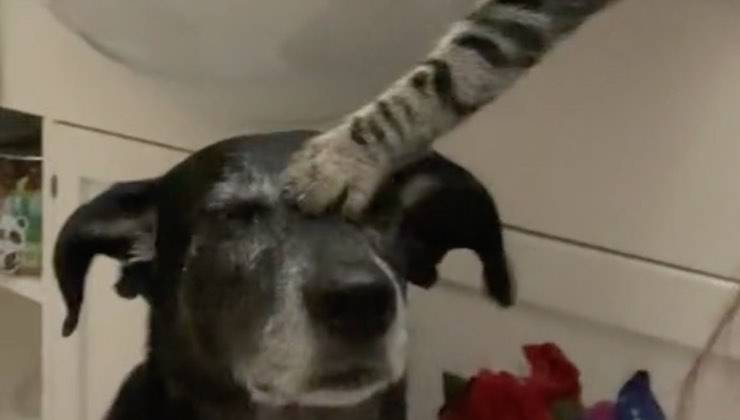 Zampa del gatto striato sulla testa della cagnolina dal pelo nero 