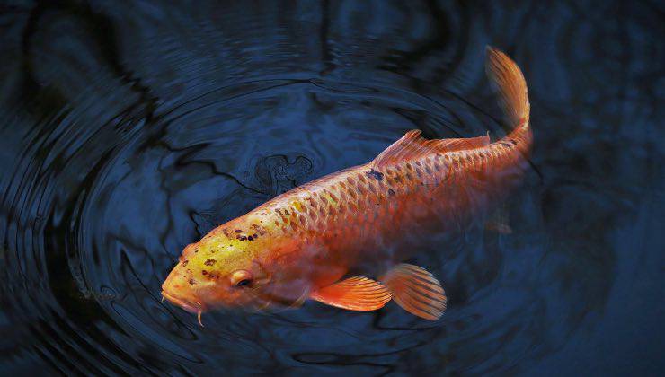 Pesce arancione con residui di inquinamento sul dorso 
