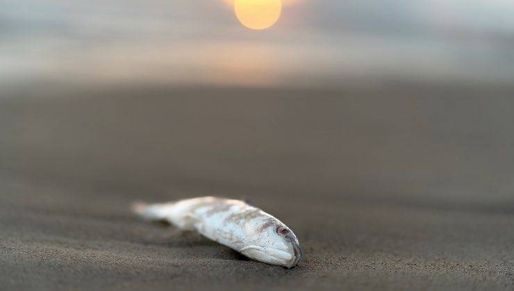 Sabbia del mare con pesce senza vita a causa dell'inquinamento 