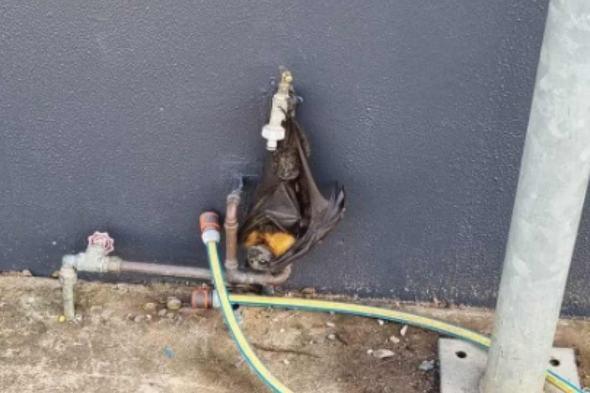 Pipistrello incastrato nel rubinetto