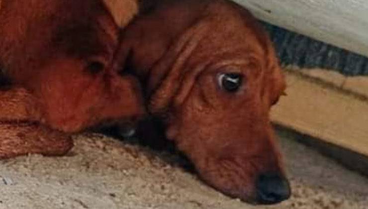 La cagnolina simile a una tartaruga in Sicilia 