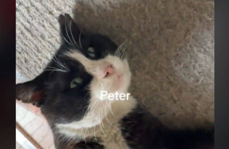 Il gatto Peter