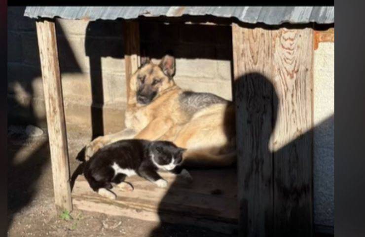 Cane e gatto nella cuccia