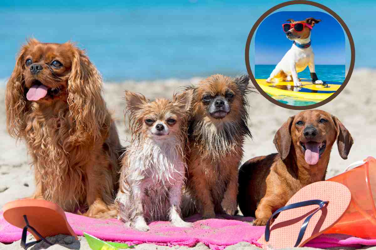 Portare il cane in spiaggia è semplicissimo basta seguire questi utilissimi 7 consigli