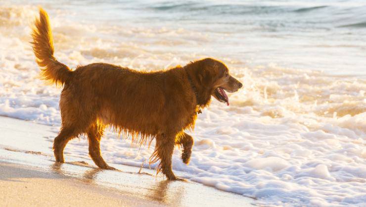 consigli per il cane al mare