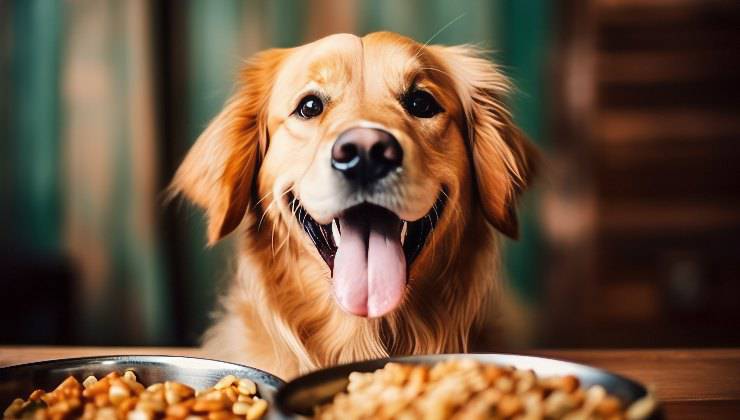 cane con ciotole di cibo