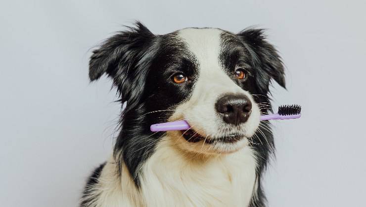 igiene orale nel cane