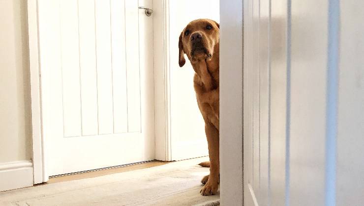 cane dietro al muro nascosto