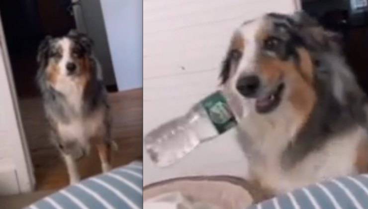 cane porta la bottiglia d'acqua all'umana ammalata