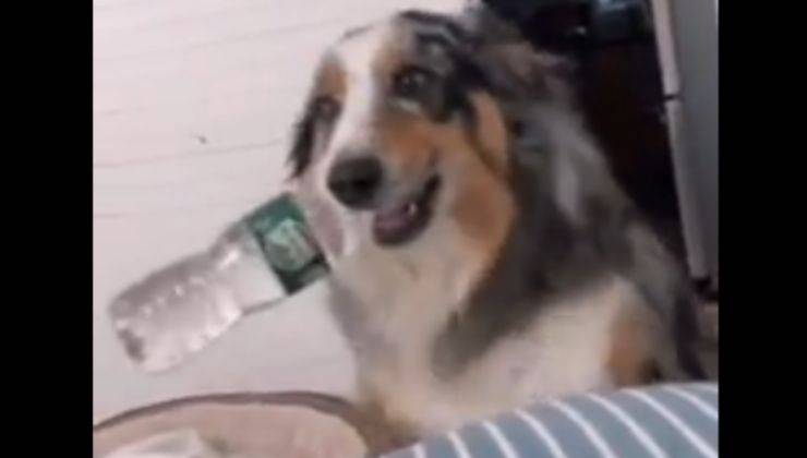 cane porta la bottiglia d'acqua all'umana malata