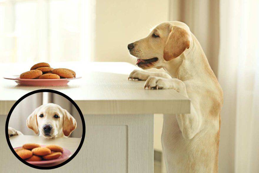 cane cerca cibo sul tavolo