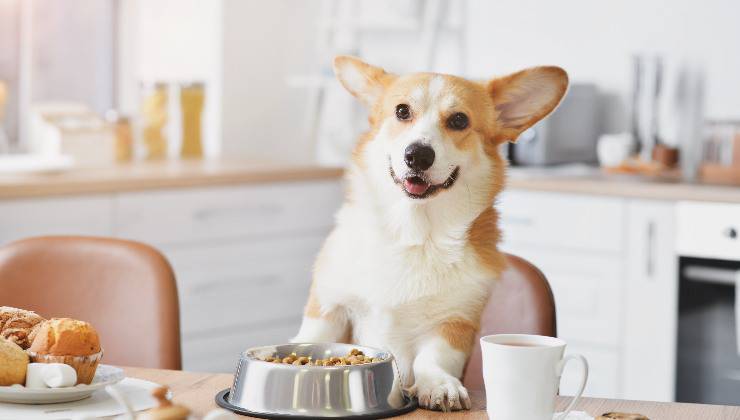 cane mangia a tavola