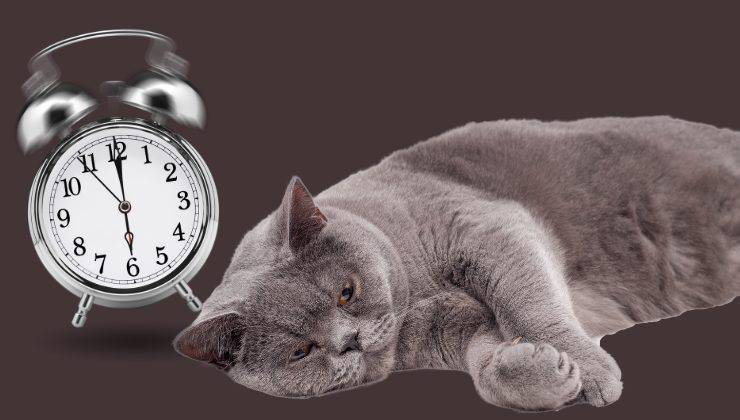 gatti con orologio
