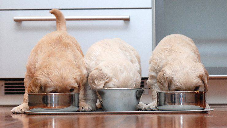 cuccioli con le loro ciotole di cibo