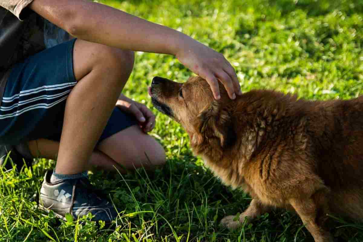 Anche tu lo fai spesso al tuo cane? Sappi che lui lo detesta