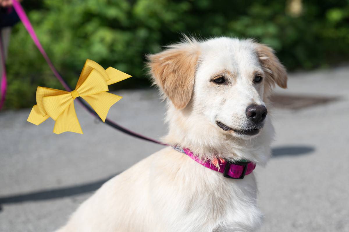 Ho messo un fiocco giallo al guinzaglio del mio cane, se lo vedi non avvicinarti