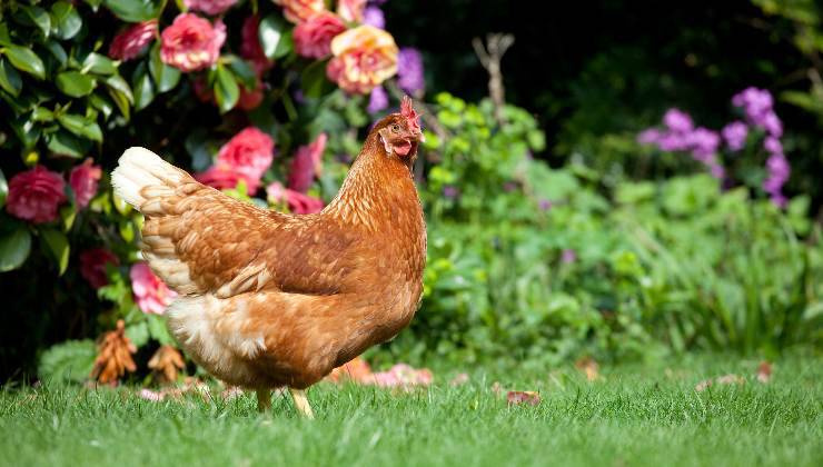 gallino a spasso per il giardino