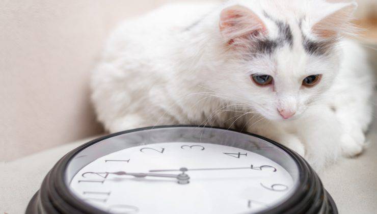 gatto con orologio