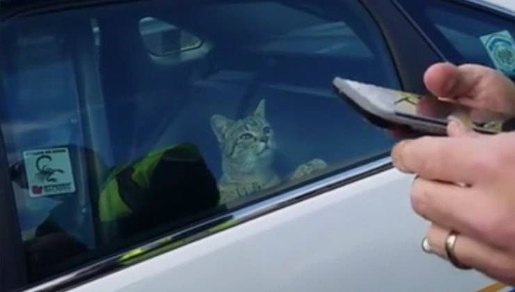 gatto nell'auto della polizia