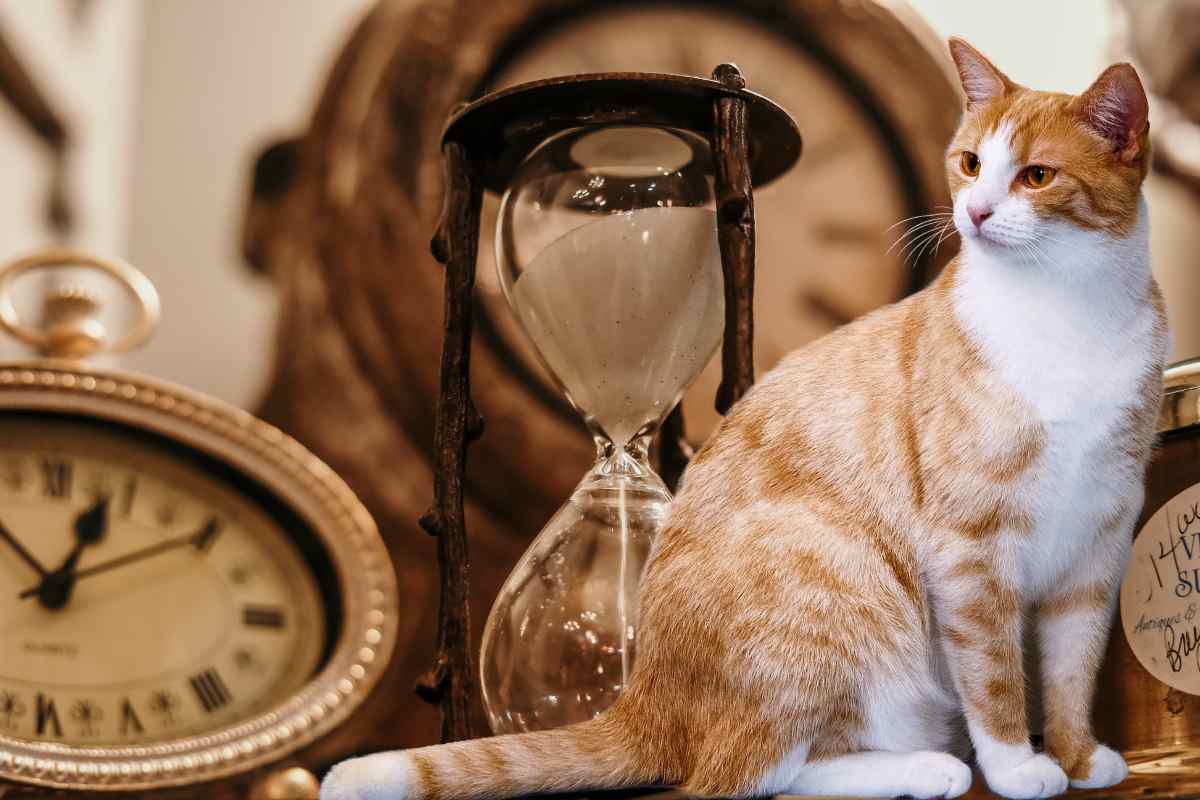 Il tempo che scorre è un cruccio per tutti, anche i gatti se ne rendono conto?