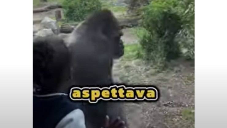 il gorilla si avvicina al bambino