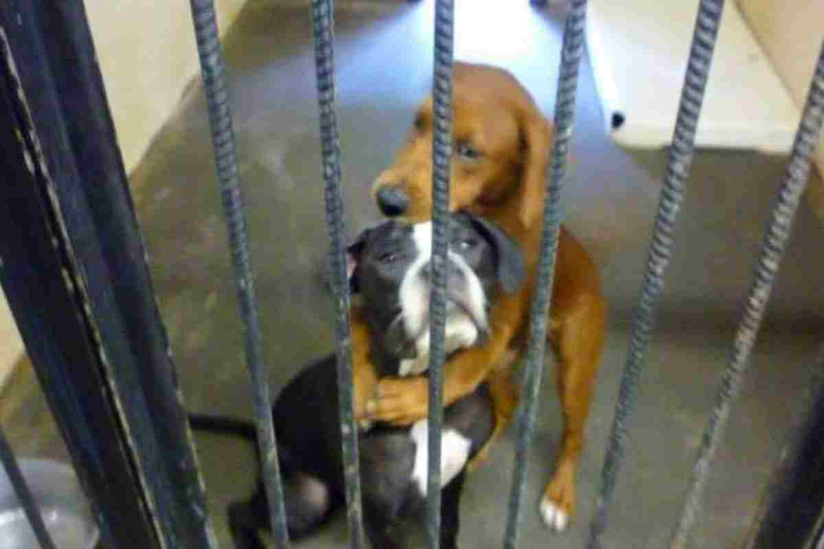 Sovraffollamento nel rifugio: due cani destinati all'eutanasia cambiano il loro destino con un abbraccio