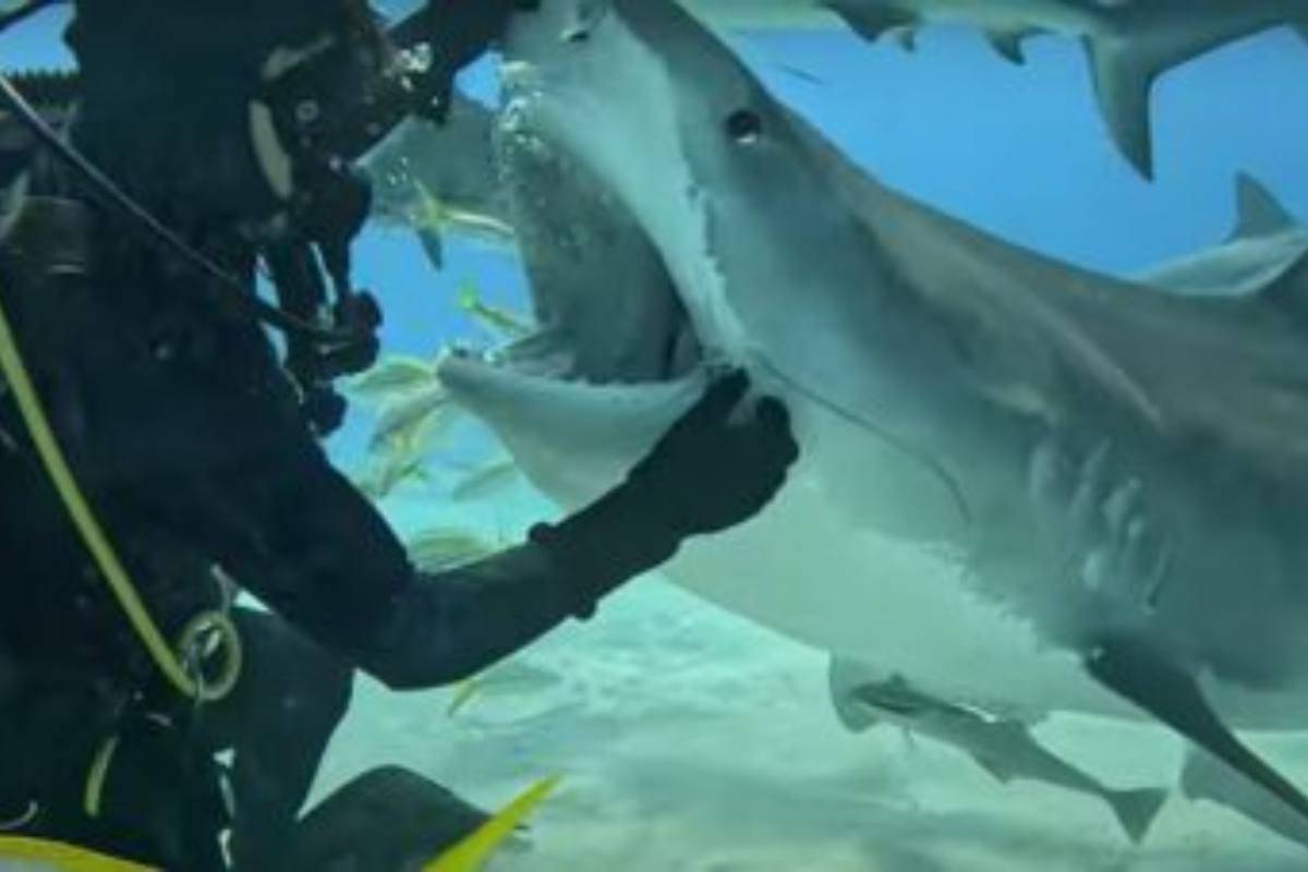 «Ti prego, ho bisogno di aiuto»: la ricerca disperata immortalata in video