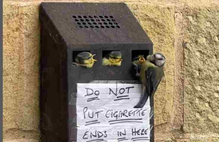 Volevo spegnere una sigaretta li ma poi ho letto il cartello: il nido sarebbe andato distrutto
