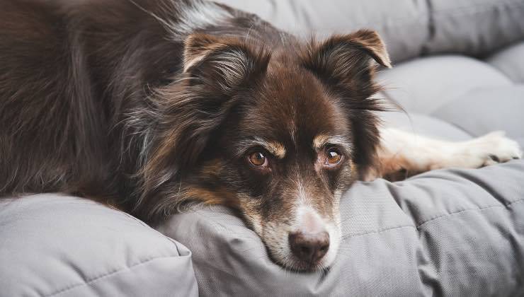 Cane da Pastore Australiano con sguardo fisso sul divano 