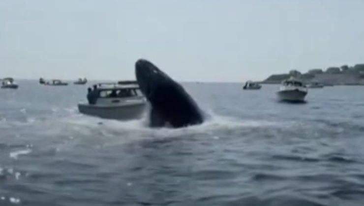 Balena contro la barca 