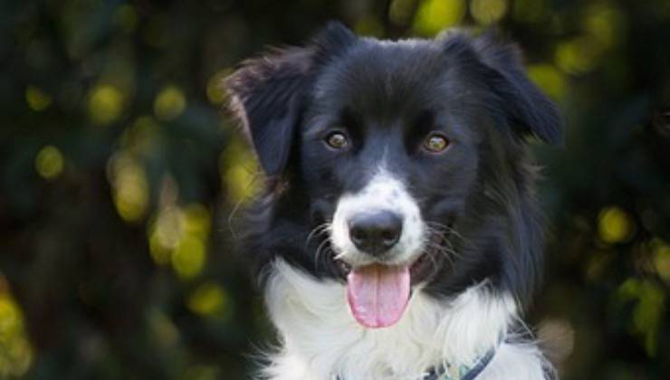 Cane di razza Border Collie fuori casa in estate 