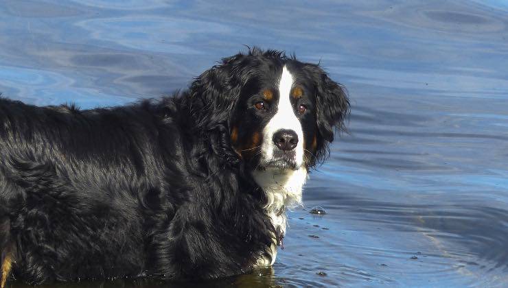 Cane in acqua con un’espressione insolita 