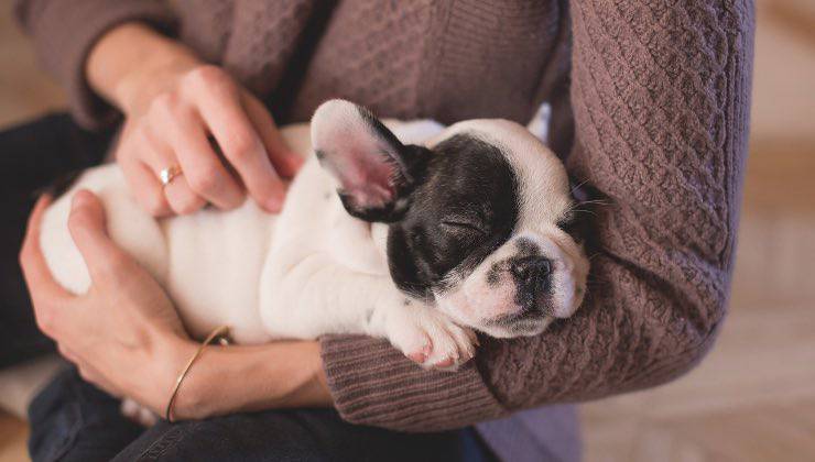 Piccolo cane mostra dettagli di stanchezza 