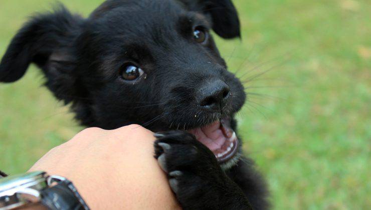 Cagnolino nero 