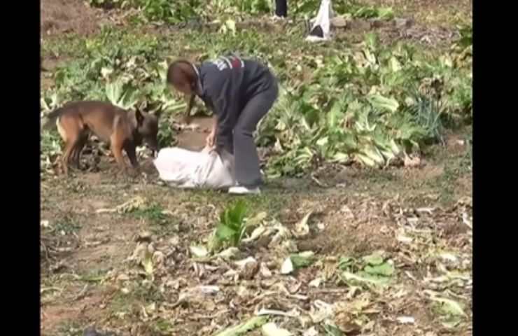 Cane trascina un sacco e il cane si avvicina