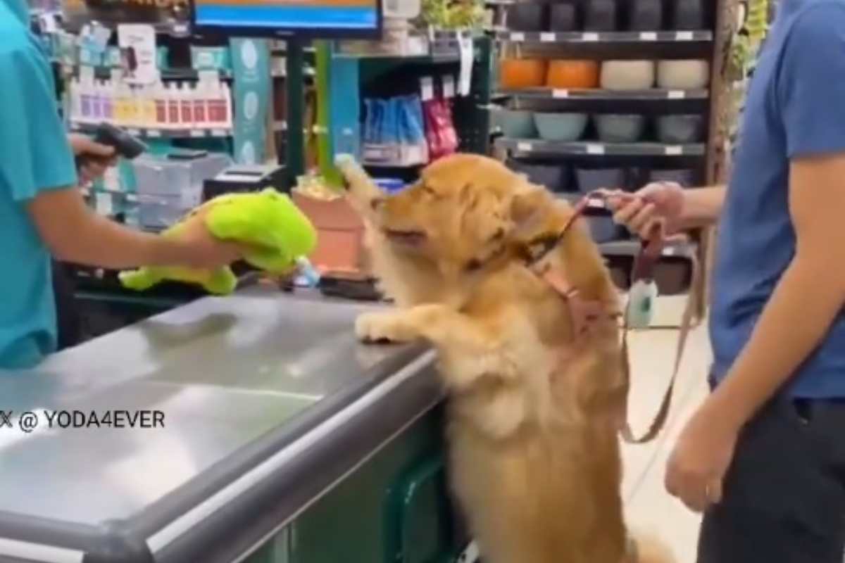 Cane alla cassa del supermercato