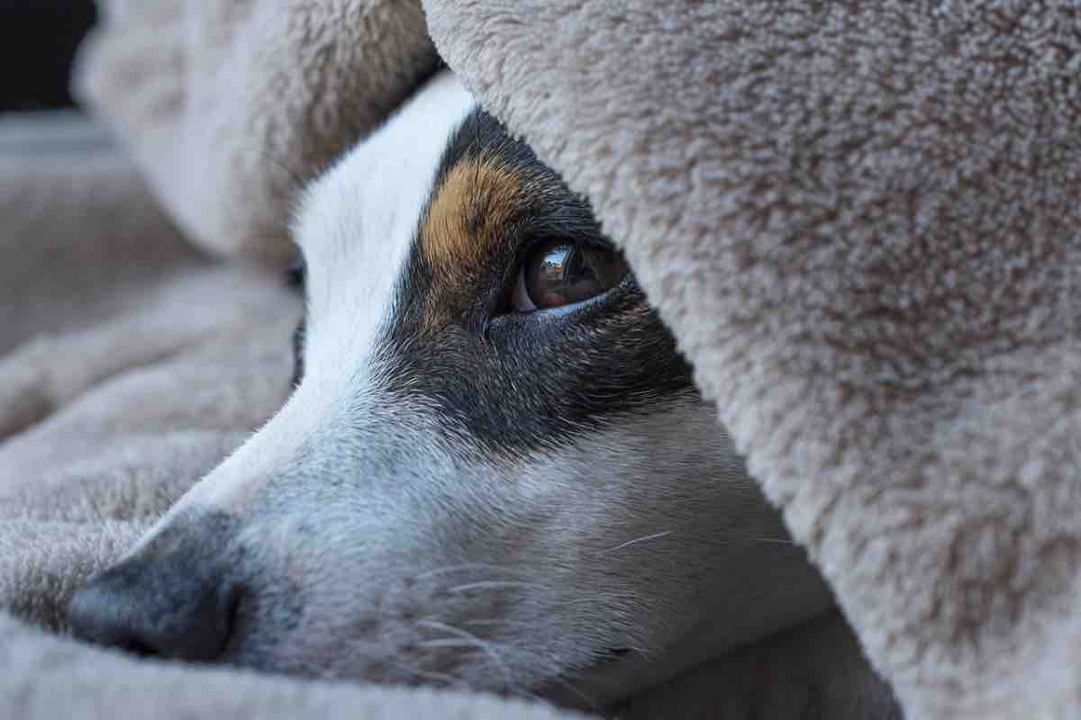 Il mio cane quando ha sonno mi trascina in camera a dormire, anche il vostro lo fa?