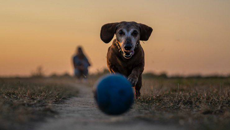 Cane di piccola taglia manda avanti la palla 