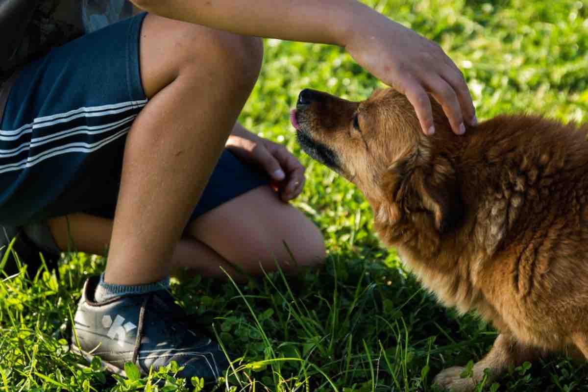 Vuoi un legame forte e duraturo con il tuo amico a quattro zampe? Segui i consigli dell'istruttore cinofilo