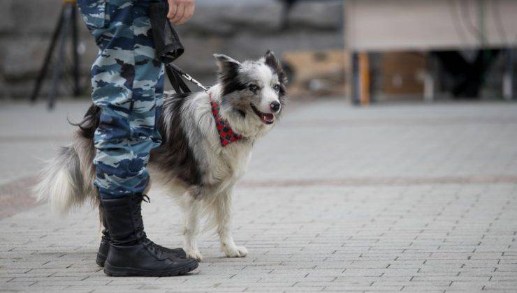 Cane con militare 