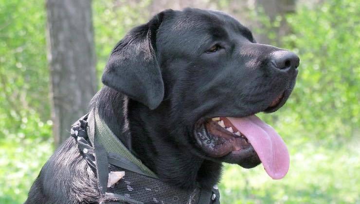 Cane nero estrae la lingua nella natura 