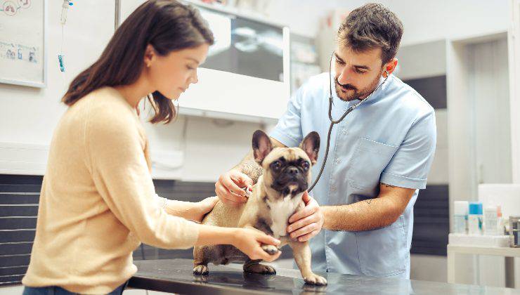 cane dal veterinario