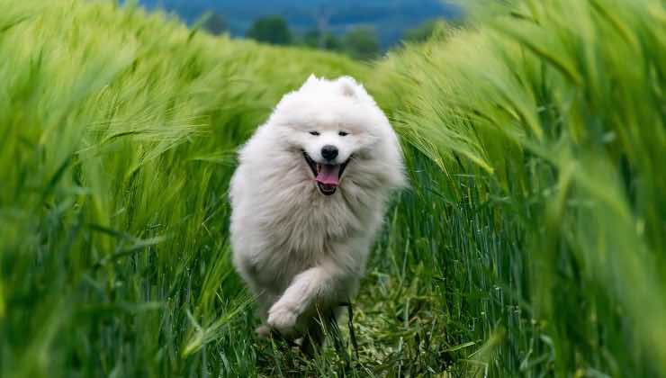 Cane bianco che corre nel tra le spighe d'estate 