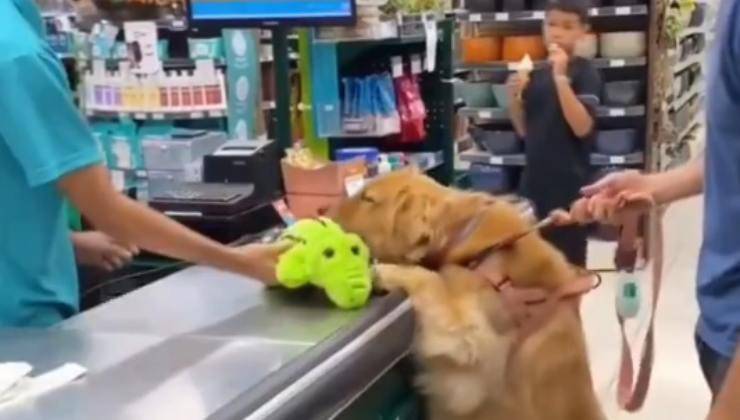 Cane porta alla cassa un peluche 