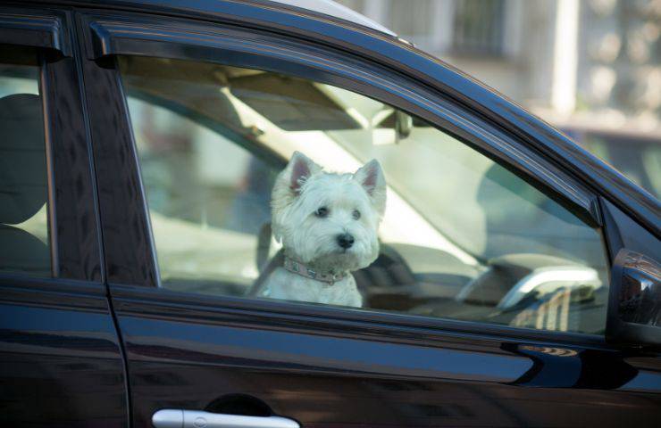 Cane chiuso in auto