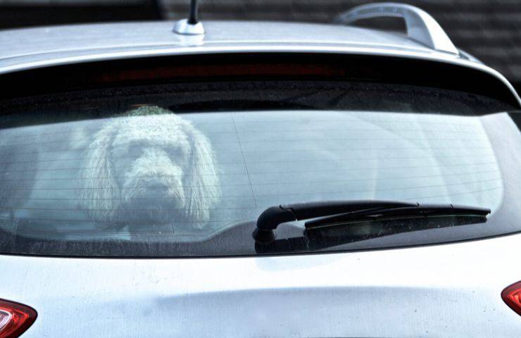 Cane nel cofano dell'auto