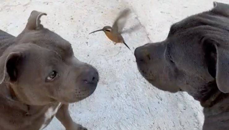 Colibrì vola tra la coppia di pit bull 