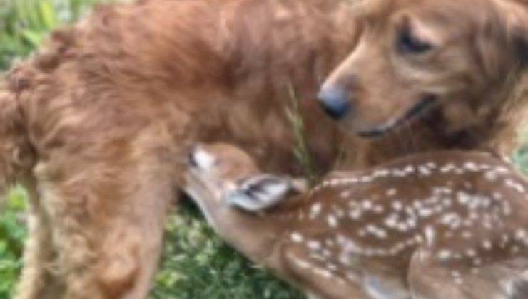 Cerbiatto con il cane 